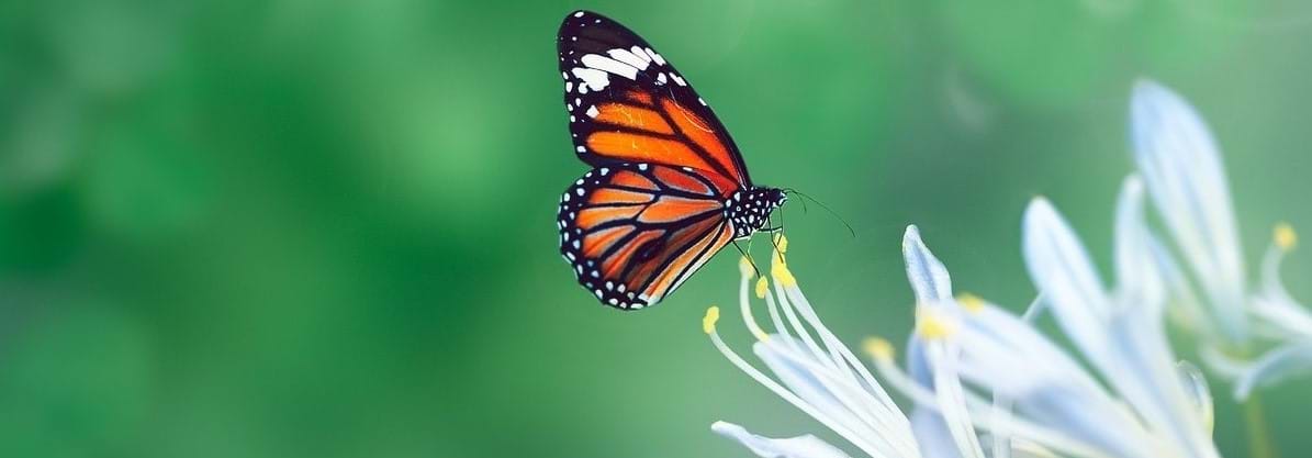 Complex & Persistent Pain