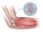 Tennis elbow does it ever go away_Exercise for Rehabilitation and Health_Essendon